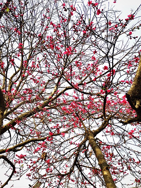 File:Cherry Blossoms in Kathmandu.jpg