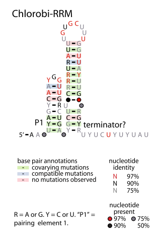 <span class="mw-page-title-main">Chlorobi-RRM RNA motif</span>