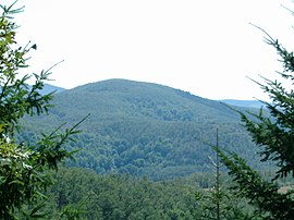 Cholomondas Dağı, Halkidiki, Yunanistan - Dense forest.jpg