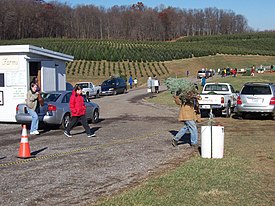 Customers haul a harvested Christmas tree at a "choose-and-cut" Christmas tree farm in the U.S. state of Maryland. Christmas tree farm choose n cut3 MD.jpg