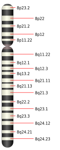 Chromosome 8.svg