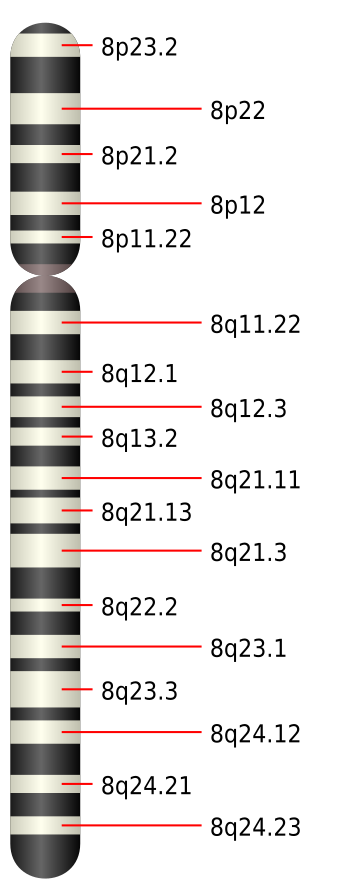 8號染色體