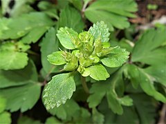 花後、苞葉は緑色に変色する。