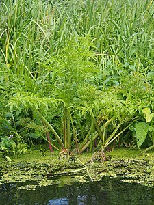 Cicuta virosa, Szalej jadowity, Oława, Wrocław, 2023-08-11