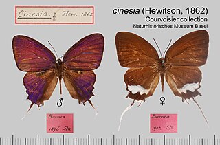 <i>Drupadia cinesia</i> Species of butterfly