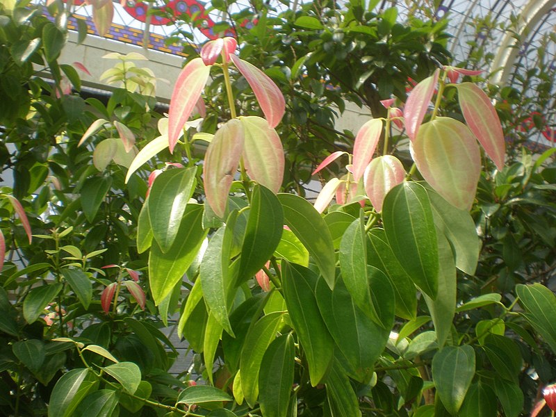 File:Cinnamomum zeylanicum 2c.JPG