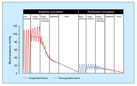 Blood Pressure Wikiwand