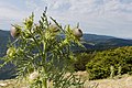 Cirsium eriophorum-2955 - Flickr - Ragnhild & Neil Crawford.jpg