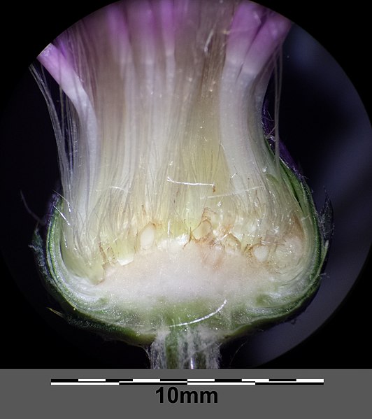 Súbor:Cirsium pannonicum sl21.jpg