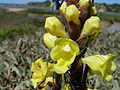 Gelbe Cistanche,Cistanche (Cistanche phelypaea)