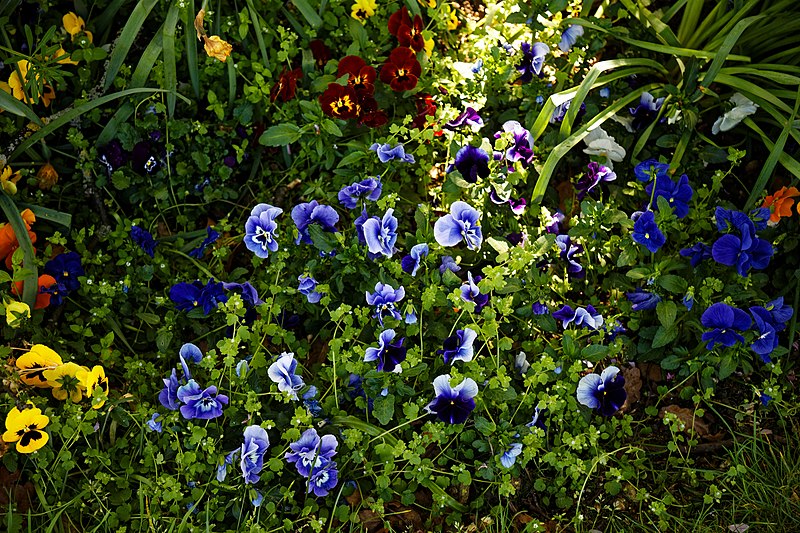 File:City of London Cemetery violas pansies 2.jpg