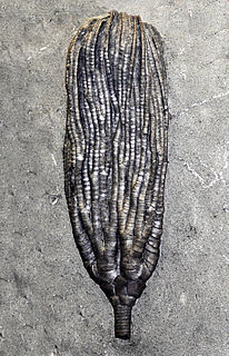 Cydrocrinus Extinct genus of crinoids