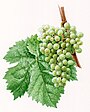 Clairette (odmiana winogron) .jpg