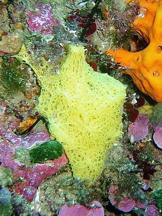 <span class="mw-page-title-main">Clathrinidae</span> Family of sponges