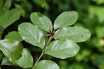 Rock Fig (Clausena anisata