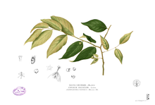 Cleistanthus orgyialis Blanco2. 353.png 