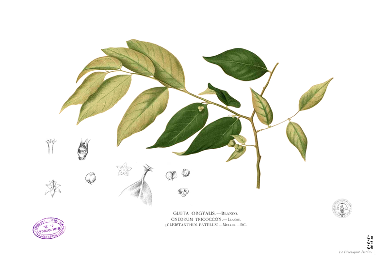 File:Cleistanthus orgyialis Blanco2.353.png