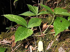 葉は対生し、1回3出複葉で、小葉は卵形から卵状披針形、先は鋭頭、縁に粗い鋸歯があり、基部はくさび形からやや円形となり、葉柄は長い。花は下向きに咲く。