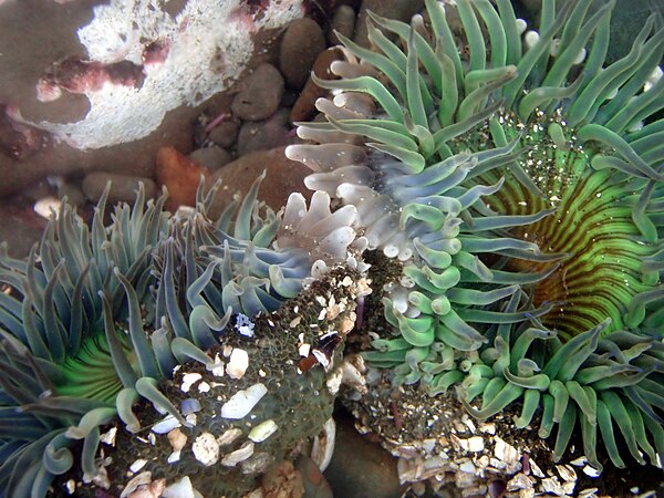 Sea anemones compete for the territory in tide pools