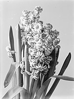 Miniatuur voor Bestand:Close-up van een bloeiende hyacint, Bestanddeelnr 189-1181.jpg