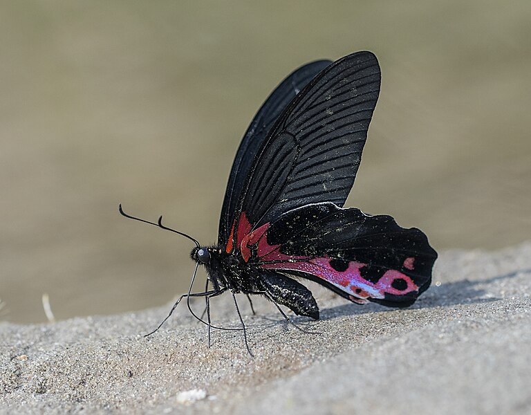 File:Close wing position of Papilio alcmenor Felder & Felder, 1864 – Redbreast WLB NEI.jpg