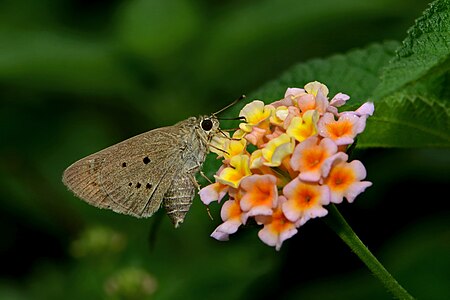 Ventral view