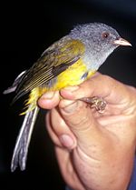 Thumbnail for Grey-hooded bush tanager