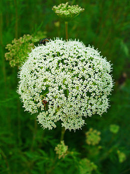 Pelkinė guostė ( Cnidium dubium )