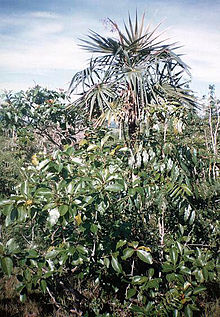 Coccothrinax y Birsonima.jpg