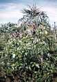 Pied de Byrsonima crassifolia au dans l'aire protégée de Cubanacan (Santa Clara, Cuba)