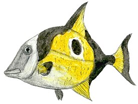 Реконструкция Coelodus saturnus