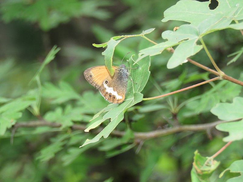 File:Coenonympha arcania, Stara planina, Srbija (20).jpg