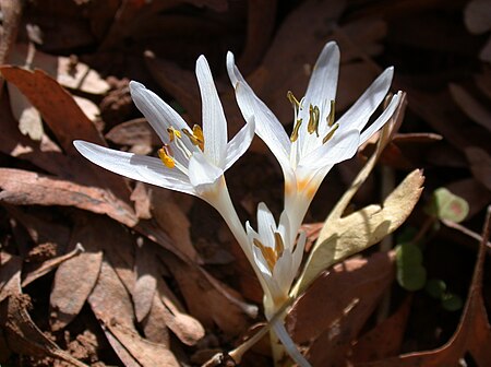 Colchicum antilibanoticum 1.jpg