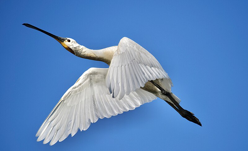 File:Colhereiro-europeu, Eurasian Spoonbill (51317481753).jpg