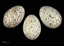 Coloeus dauuricus (museum specimens) (Daurian jackdaw ) eggs
