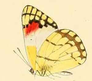 Colotis celimene.JPG