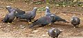 Columba arquatrix, by kleilek, f, Pretoria.jpg