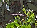Common Birdwing (Troides helena) at Samsing, Duars, WB W IMG 6519.jpg