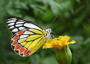 "Common_Jezebel_Delias_eucharis_by_kadavoor_3.jpg" by User:Jkadavoor