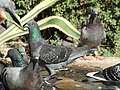 Common Rock Pigeons playing/splashing feathers in the water.