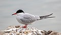 * Nomination A common tern (Sterna hirundo) on a rock in Gennevilliers, France. --Alexis Lours 15:39, 8 June 2022 (UTC) * Promotion  Support Good quality. --Tournasol7 16:27, 8 June 2022 (UTC)