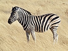 Common zebra 1.jpg