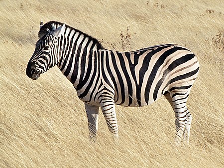 Common zebra 1.jpg