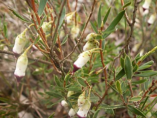 <i>Conostephium pendulum</i> Species of flowering plant