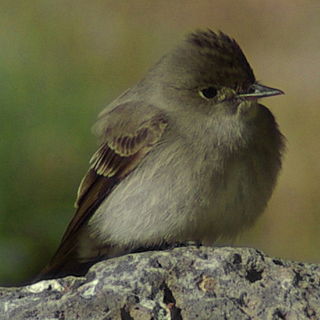 Western wood pewee species of bird