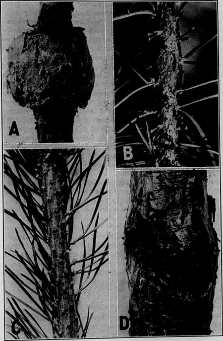 Contributions from the Botanical Laboratory, vol. 12 (1934) (20065769024).jpg