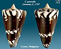 Conus generalis 10.jpg