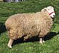 Coopworth sheep.jpg