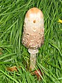 Coprinus comatus, 10th October