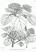 Cordia macleodii